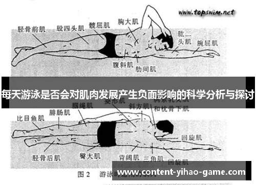 每天游泳是否会对肌肉发展产生负面影响的科学分析与探讨